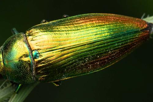 Réf. 345 886 : Eurythyrea micans